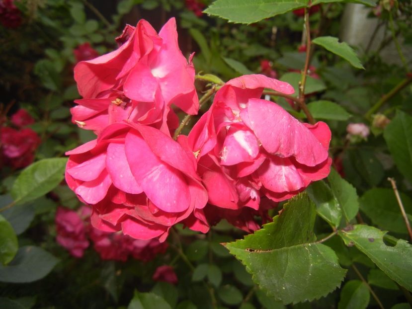 Rose Leipzig (2017, June 02) - Rose Leipzig