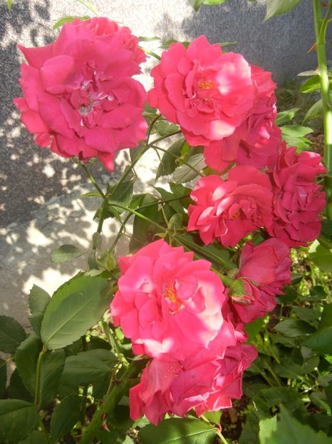 Rose Leipzig (2017, June 04) - Rose Leipzig