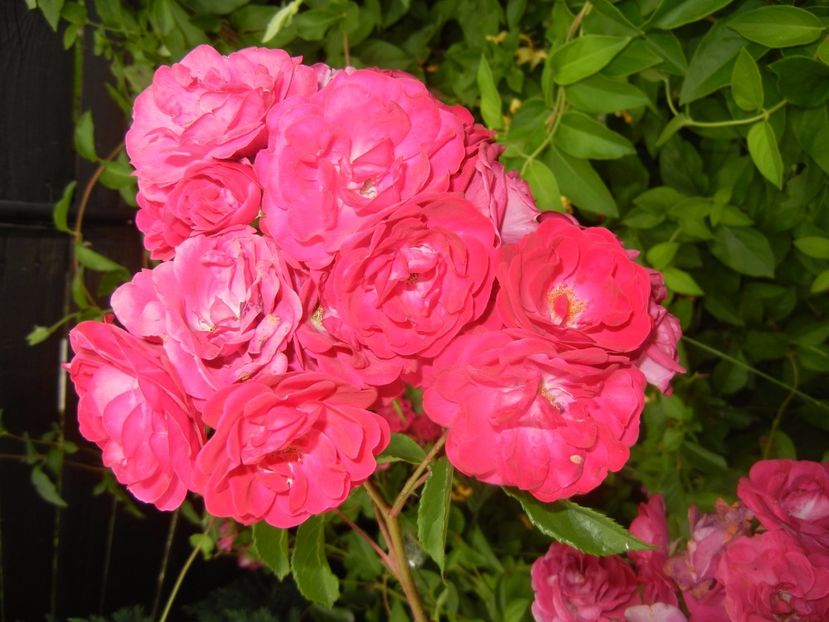 Rose Leipzig (2017, June 15) - Rose Leipzig