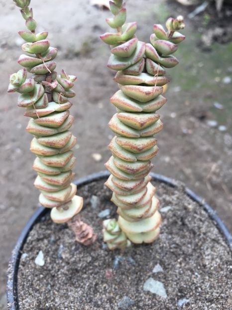  - Crassula