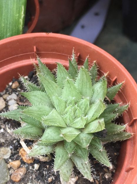  - haworthia