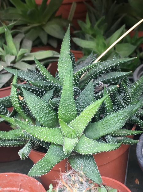  - haworthia