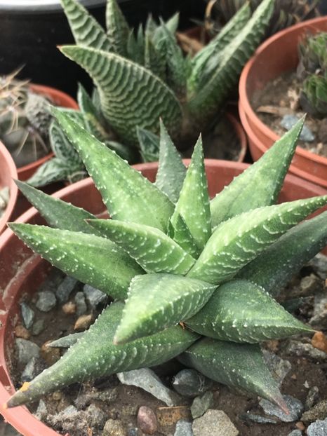  - haworthia