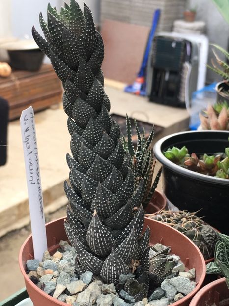  - haworthia