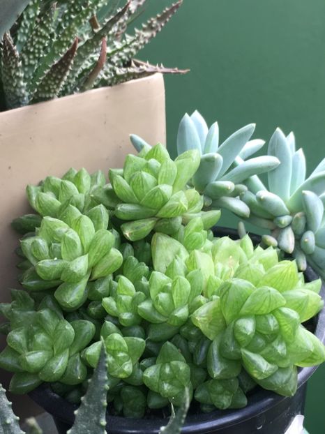 Haworthia umbraticola 5 lei buc - Disponibile Noiembrie