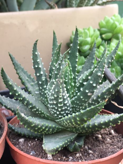 - haworthia