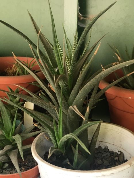 Haworthia longifila 10 lei buc - Disponibile Noiembrie