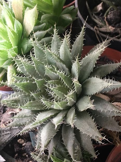  - haworthia