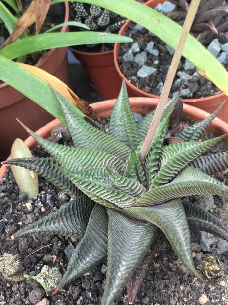  - haworthia