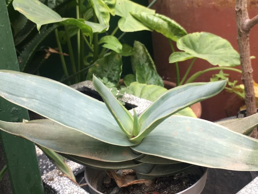  - Aloe