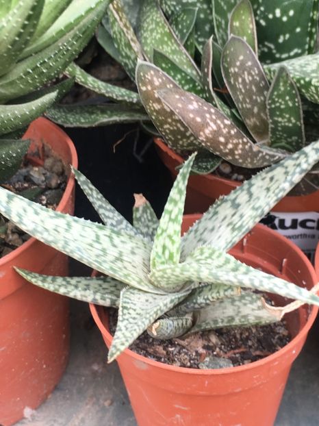  - Aloe