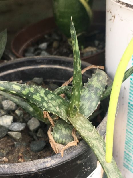  - Aloe
