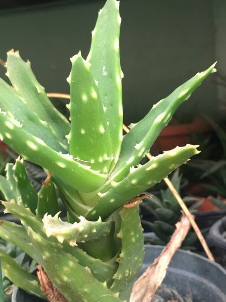  - Aloe