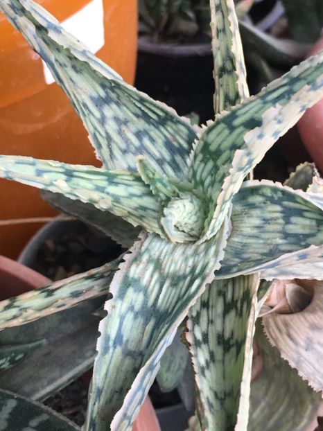  - Aloe