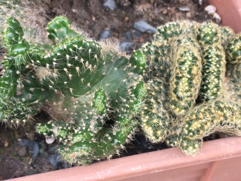  - CACTUSI rog identificare