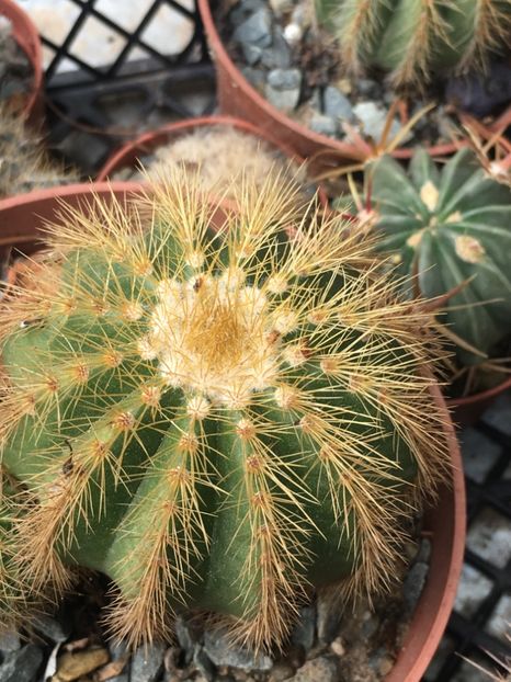  - CACTUSI rog identificare