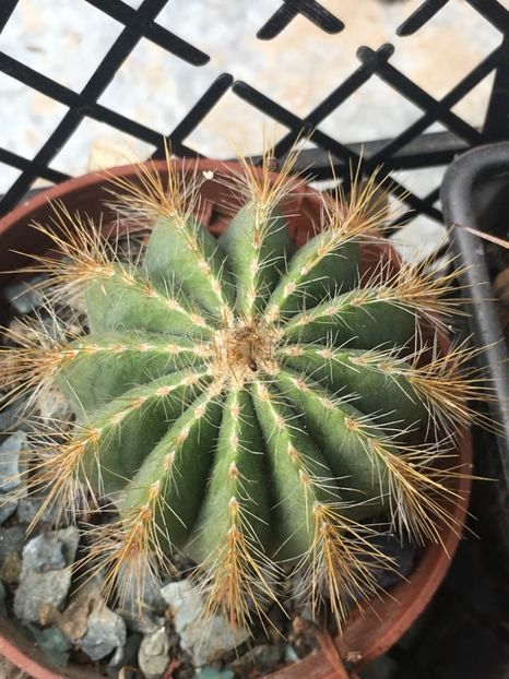  - CACTUSI rog identificare