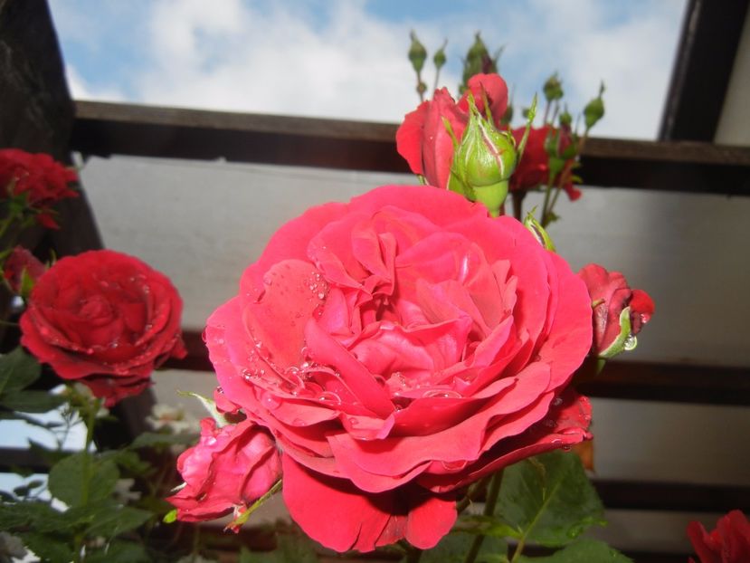 Rose Blaze Superior (2017, May 25) - Rose Blaze Superior