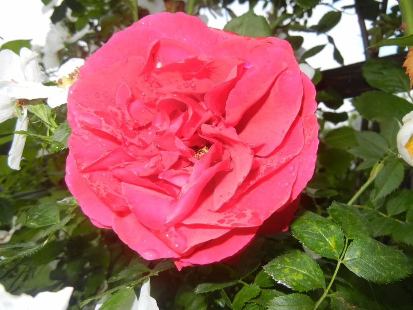 Rose Blaze Superior (2017, May 25) - Rose Blaze Superior