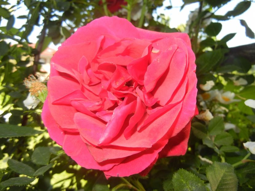 Rose Blaze Superior (2017, May 29) - Rose Blaze Superior