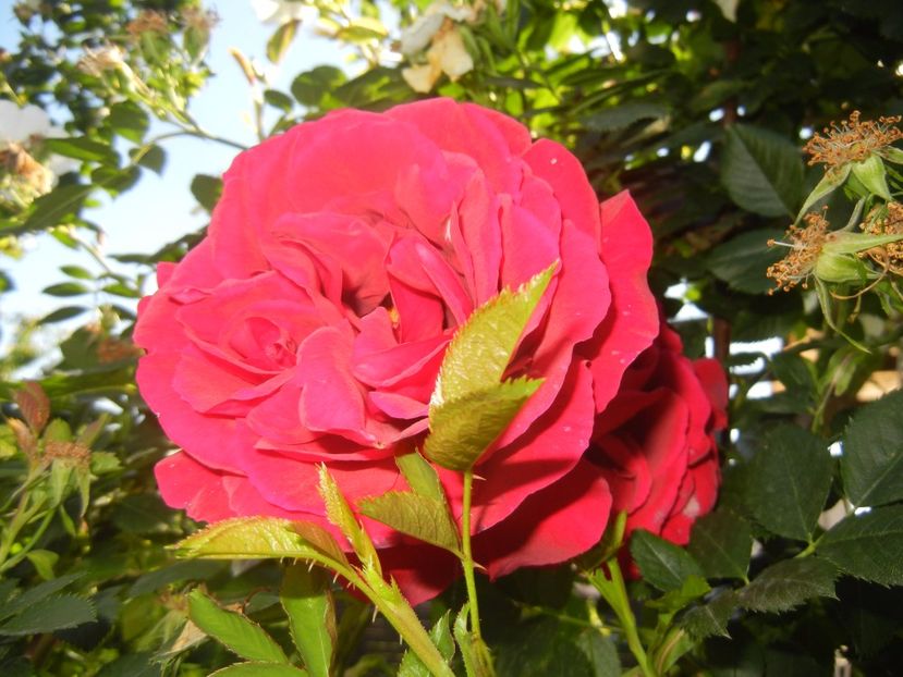 Rose Blaze Superior (2017, May 29) - Rose Blaze Superior