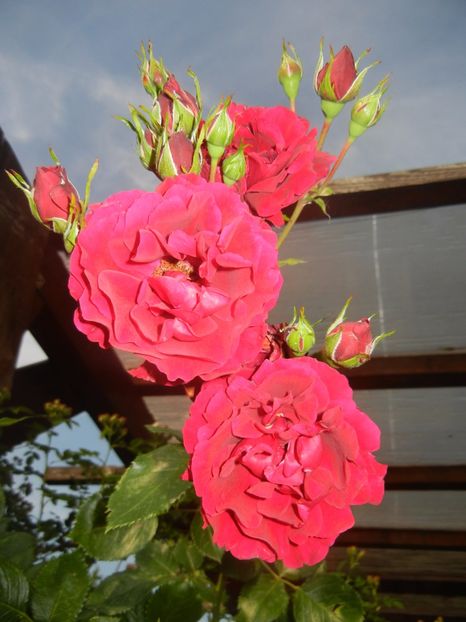 Rose Blaze Superior (2017, June 02) - Rose Blaze Superior