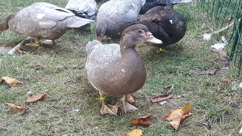 Izabel 2017 - Bomboane asortate 2017
