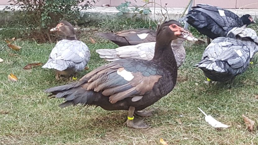 Ciocolatiu 2017 - Bomboane asortate 2017