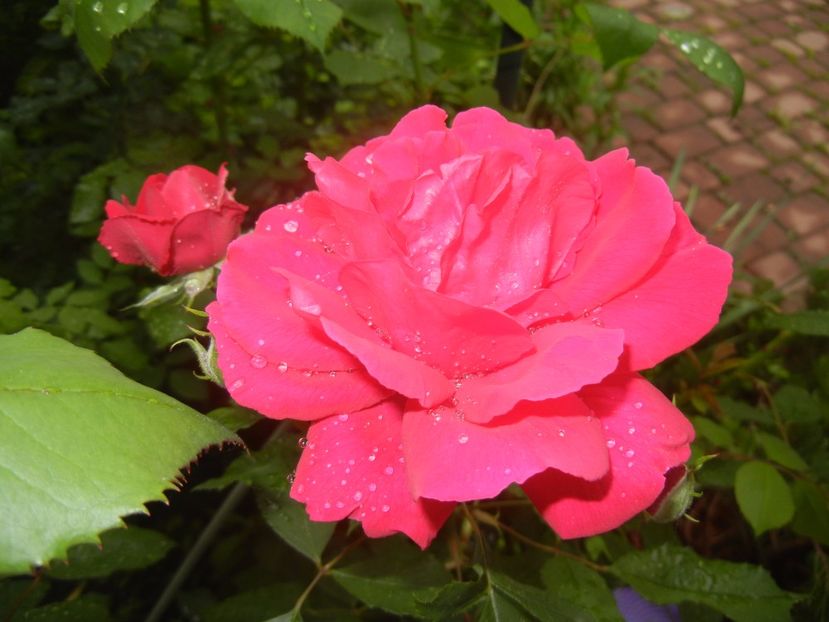 Rose Blaze (2017, May 25) - Rose Blaze