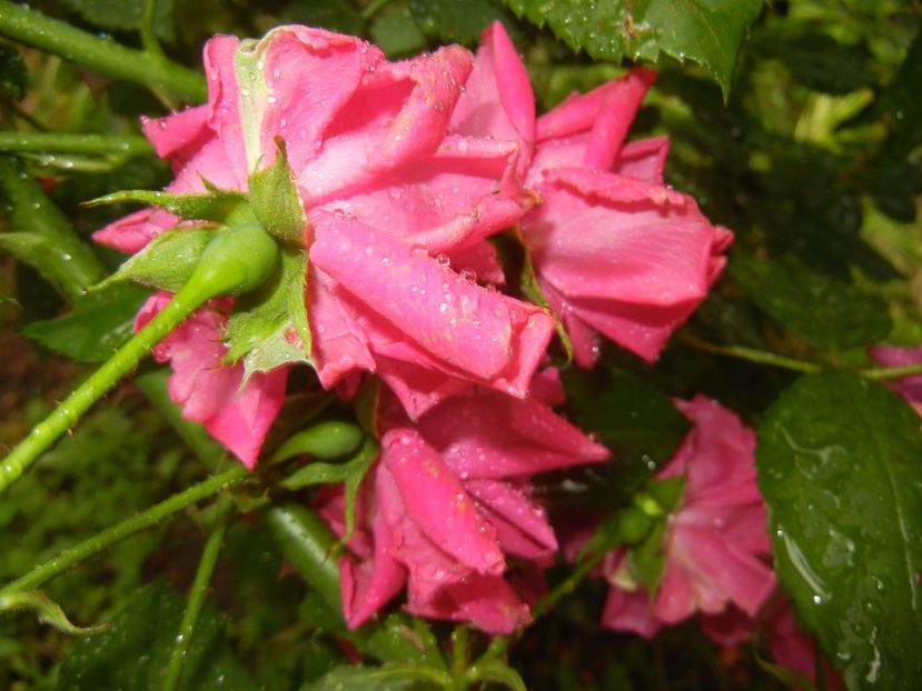 Rose Blaze (2017, June 15) - Rose Blaze