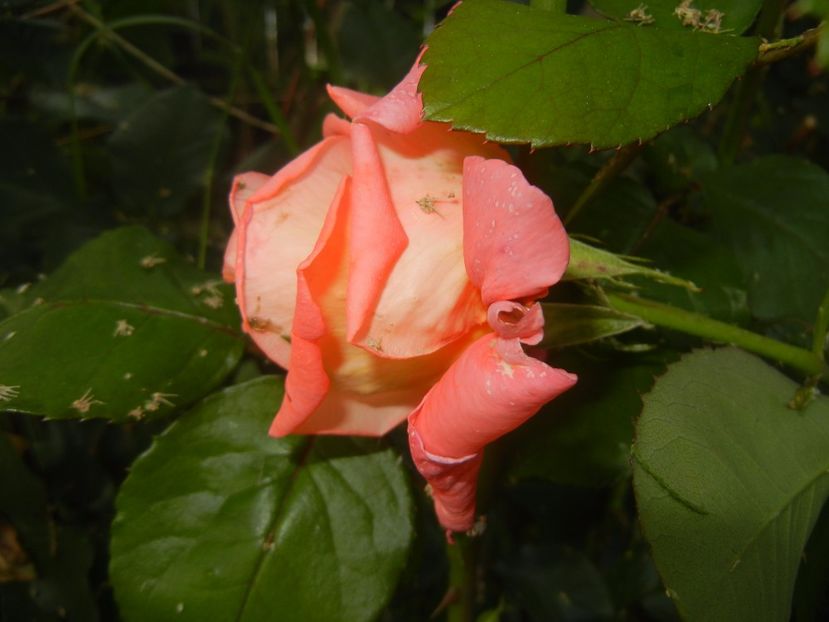 Rose Artistry (2017, June 02) - Rose Artistry