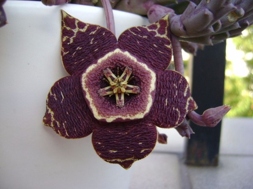 Stapelia variegata - Stapeliade 2017