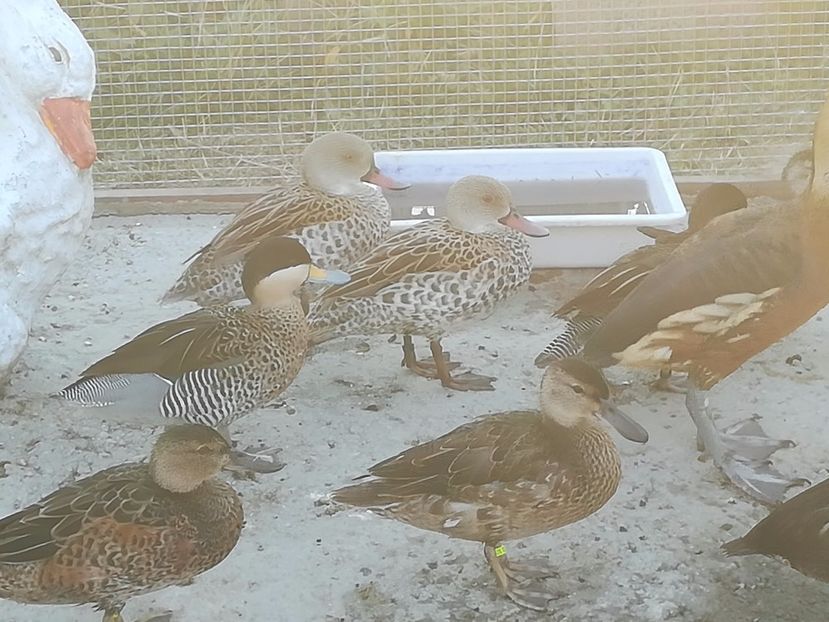  - Rața Mică cu cioc roșu