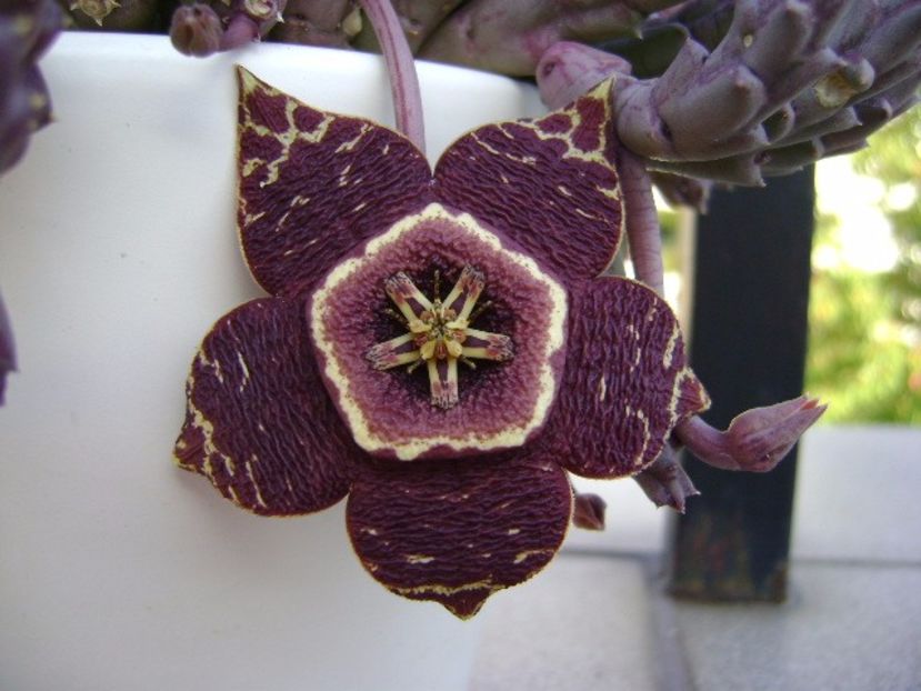 Stapelia variegata - Stapeliade 2017
