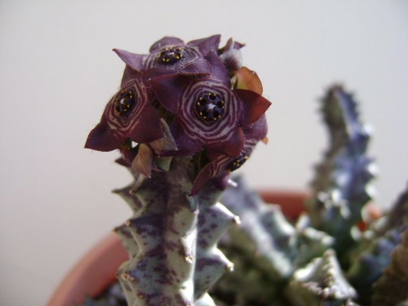 Caralluma europaea - Stapeliade 2017