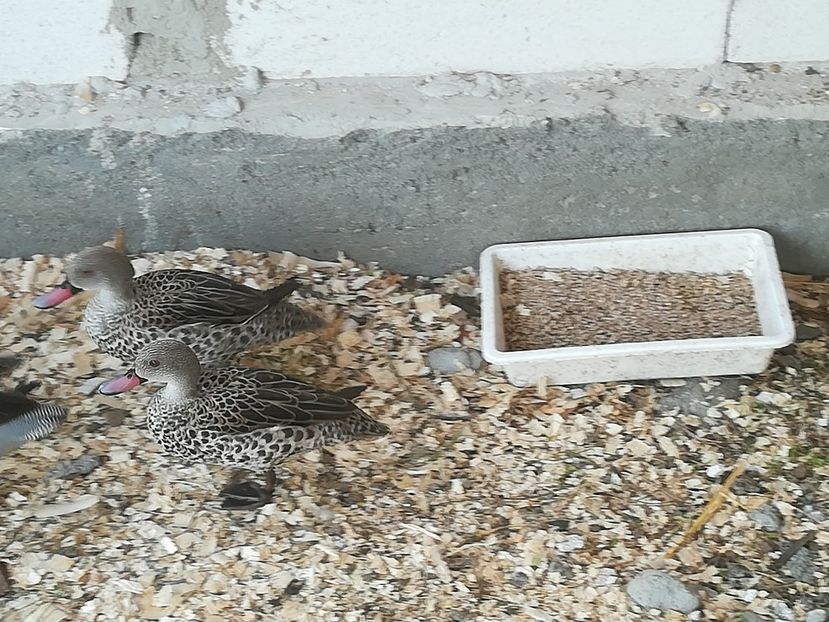  - Rața Mică cu cioc roșu