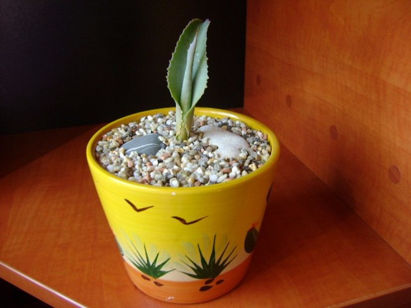 Agave gypsophila - Agave si Yucca 2017