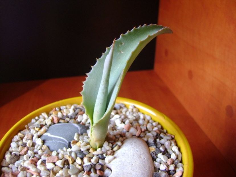 Agave gypsophila - Agave si Yucca 2017