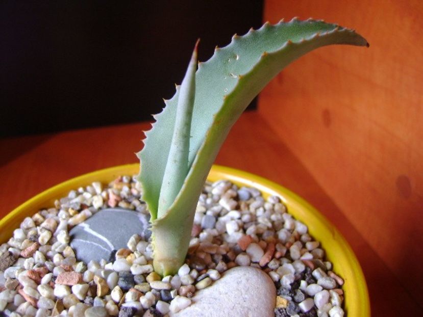 Agave gypsophila - Agave si Yucca 2017