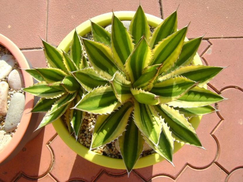 Agave lophantha quadricolor - Agave si Yucca 2017