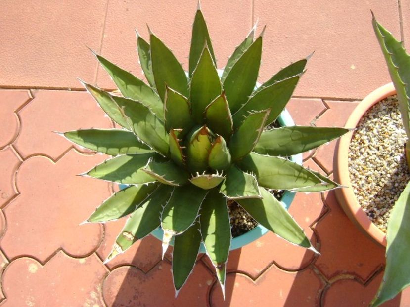 Agave horrida - Agave si Yucca 2017