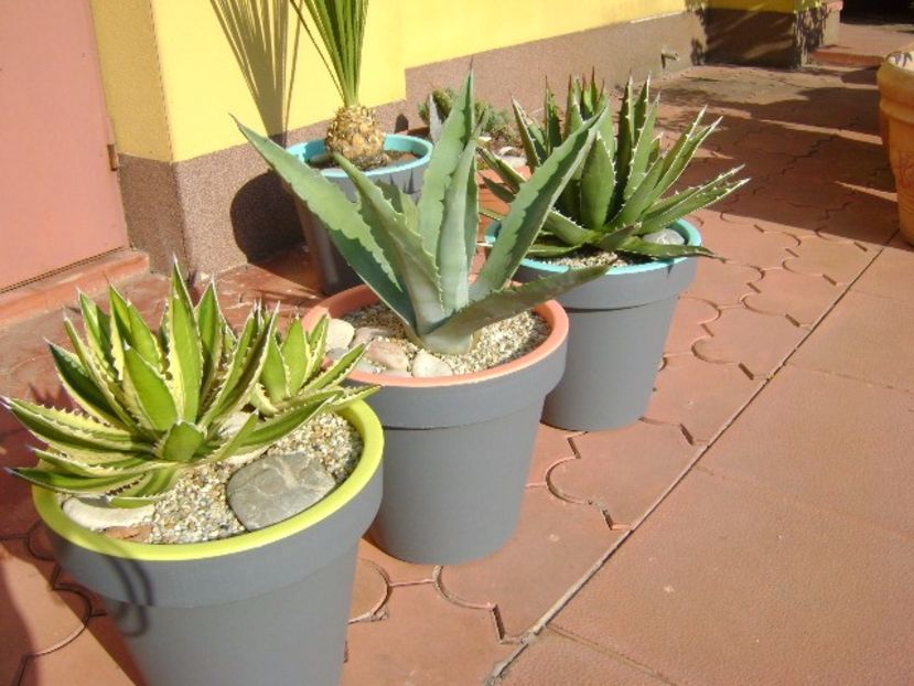 Agave chrysantha, Agave lophantha quadricolor, Agave horrida - Agave si Yucca 2017