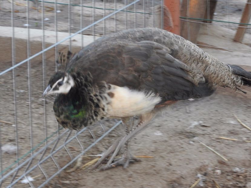 vandut - 02- -PAUNI DE VANZARE