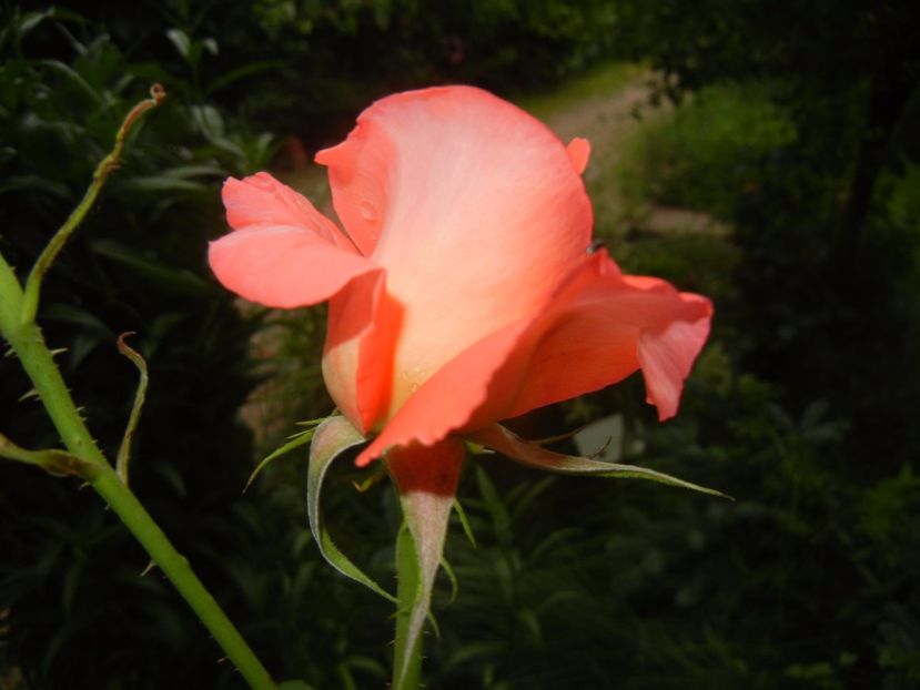 Bright Salmon Rose (2017, June 08) - Rose Salmon Bright