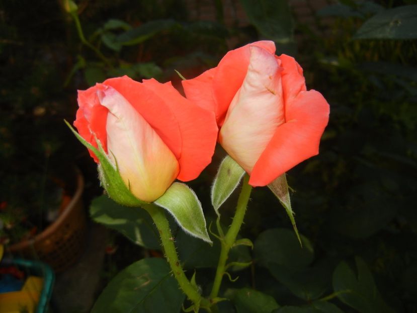 Bright Salmon Rose (2017, June 13) - Rose Salmon Bright