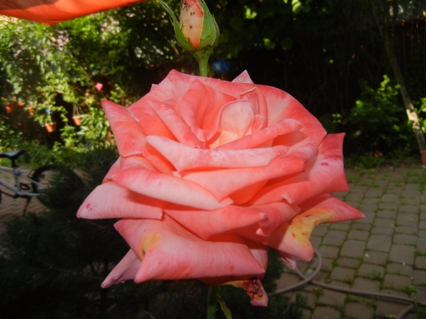 Bright Salmon Rose (2017, June 16) - Rose Salmon Bright