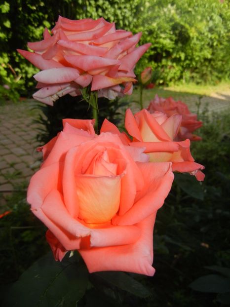 Bright Salmon Rose (2017, June 16) - Rose Salmon Bright