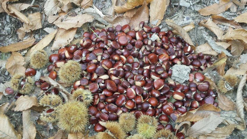 La castane - La tara