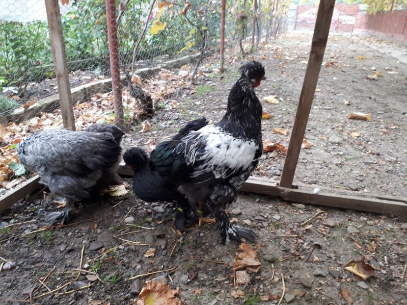  - Ultimile 2 serii din iulie