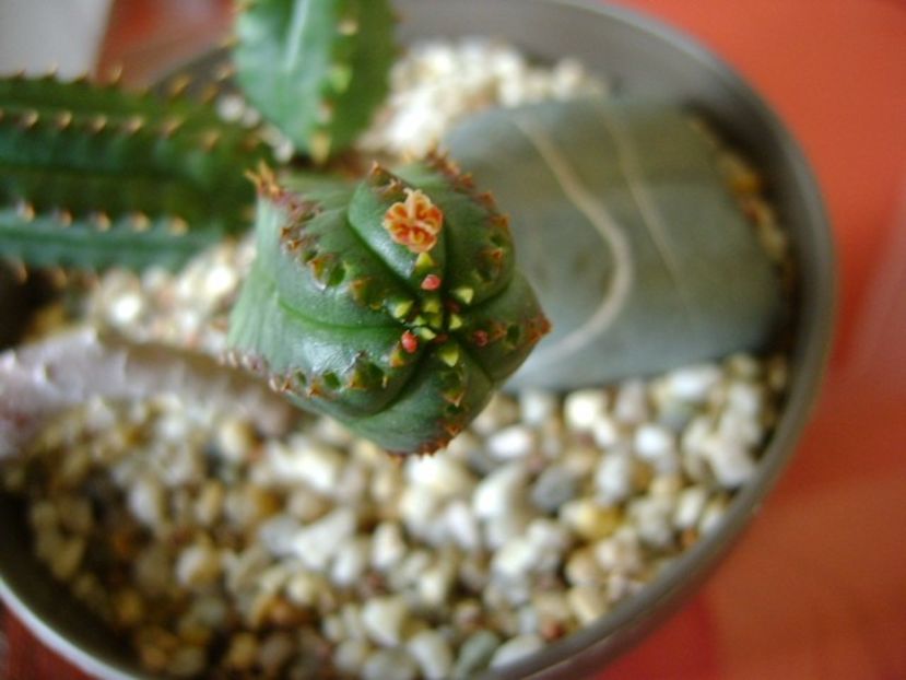 Euphorbia tubiglans - Caudiciforme si bulbi 2017